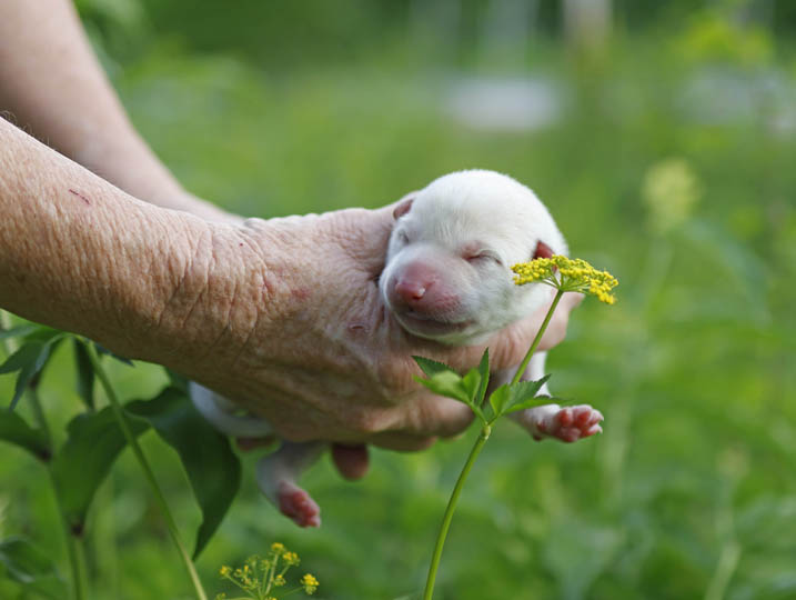 chinook puppy